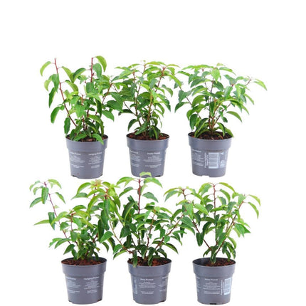 Haie de laurier-cerise du Portugal - Prunus lusitanica 'Angustifolia' - 1 mètre - Lot de 6 plants de haie rustiques - Haie persistante