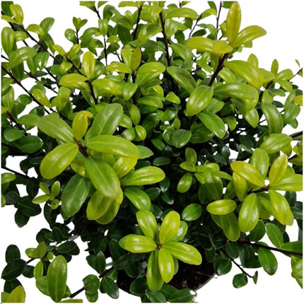 Ilex crenata 'Jenny' - 1 meter Holly hedge - Hardy hedge plants - 6x