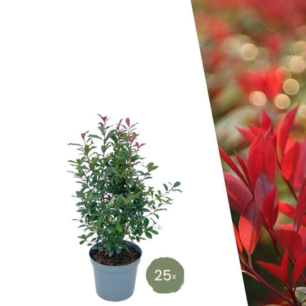 Grands plants de Photinia pour une haie de 10 mètres - 12L - 20x - ↕125-150 cm - Carré Rouge