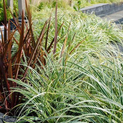 Carex hachijoensis 'Evergold' - Zegge - ↕25cm - Ø14cm - 6x