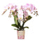 Tafel Planten