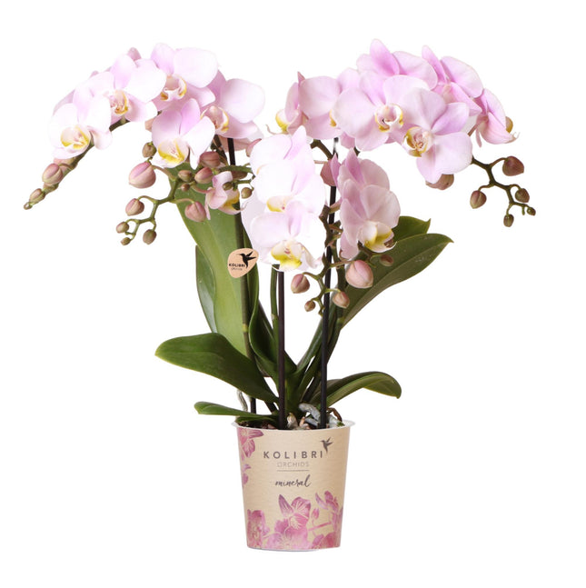 Rosa Phalaenopsis-Orchidee – Portugal – Ø 9 cm | blühende Zimmerpflanze
