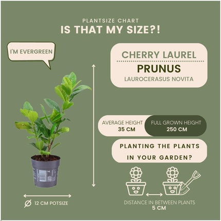Laurbærhæk - Prunus laurocerasus 'Novita' - 1 meter - Sæt med 6 hårdføre hækplanter - Stedsegrøn hæk