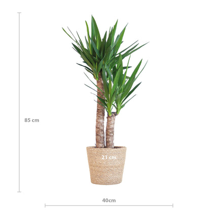 Yucca Elephantipes with Sofia basket natural - ↕90cm - Ø21cm