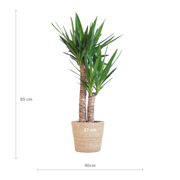 Yucca Elephantipes met Sofia mand naturel - ↕90cm - Ø21cm
