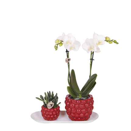 Zestaw małych roślin Optimism - Zielone rośliny z białym storczykiem Phalaenopsis w dekoracyjnych doniczkach Optimism i białej tacce