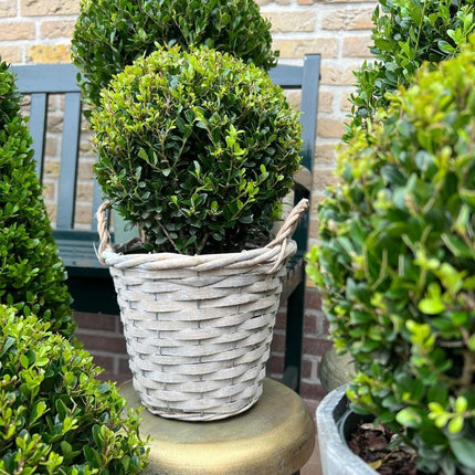 Ilex crenata 'Jenny' bulb in wicker basket - Ø20cm - 2x