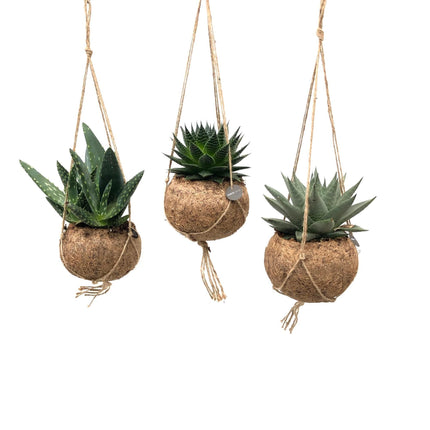 Kokodama Aloe Mix - 3x - ↕25cm - Ø15cm