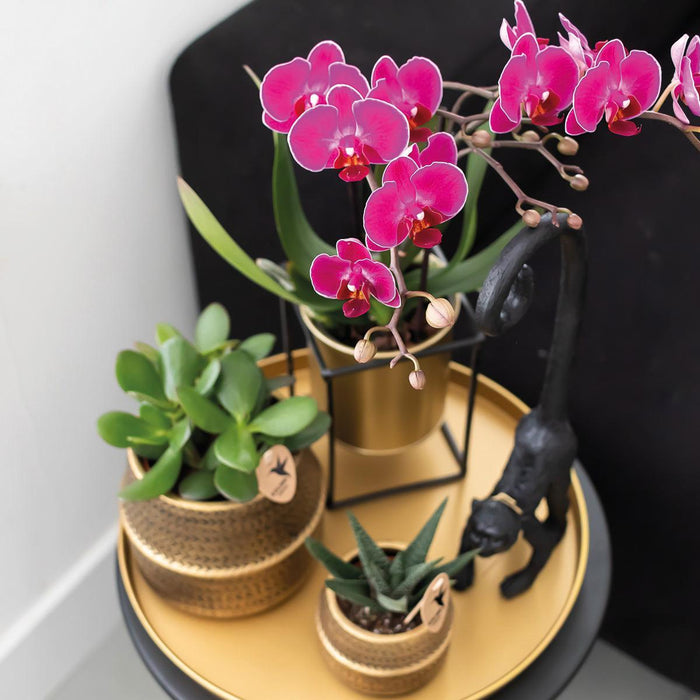Gift set Hotel Chic| Plantenset met paarse Phalaenopsis Orchidee en Succulenten incl. keramieken sierpotten