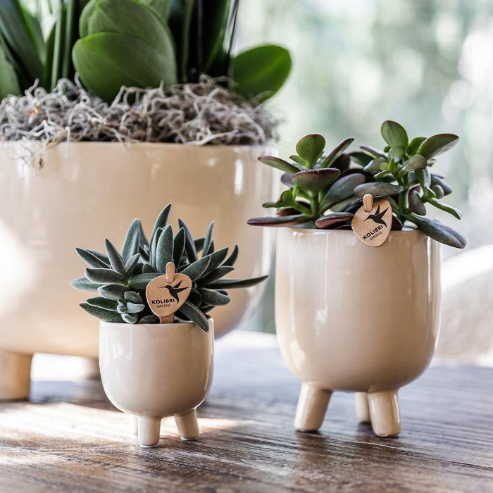 Rode Phalaenopsis orchidee – Congo + Gummy pot travertine – Ø9cm – ↕40cm - Bloeiende kamerplant in bloempot