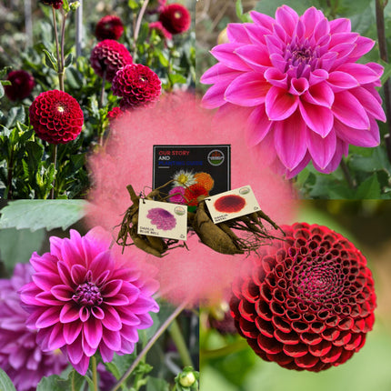 Dahlia Bollen | Mix Gerard's darlings, Dahlia Natal & Dahlia Blue Bell, 2 stuks