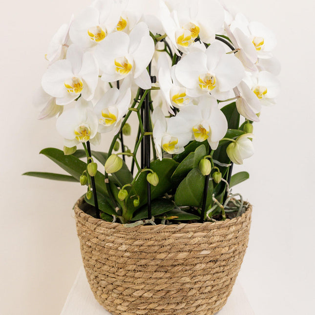 Kolibri Home - Inlay with water reservoir with wicks for orchid pot - watering system for orchids Ø25cm - 1x12 + 2x9 - Field Bouquet
