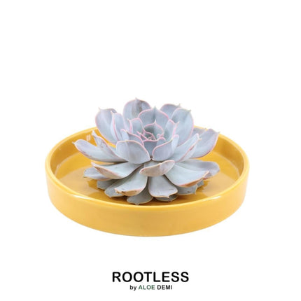 ROOTLESS Succulent Echeveria Lilacina in 'yellow' bowl - ↕5cm - Ø20cm