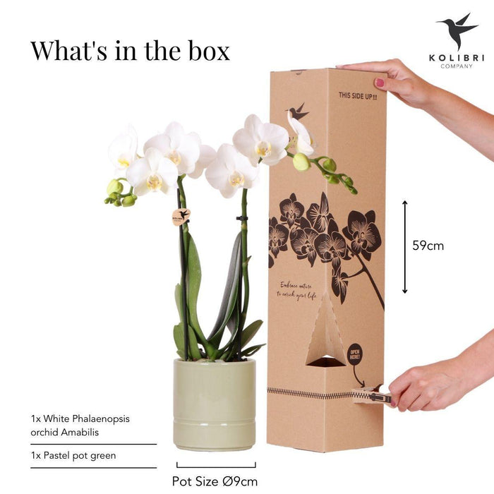 Witte Phalaenopsis orchidee - Amabilis + Pastel pot green- Ø9cm - Bloeiende kamerplant