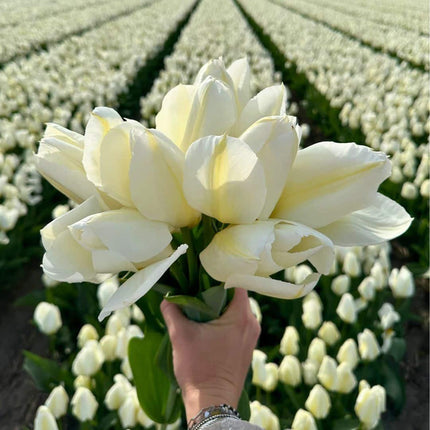 Flowerbulbs Amsterdam – Super Holland Mix – Nachhaltiger Vorteilsbeutel, 100 Blumenzwiebeln für 2,5 m² Blütenpracht – Größe 12+
