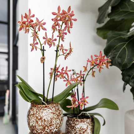 Kolibri Home | Safari pot - Ø9cm