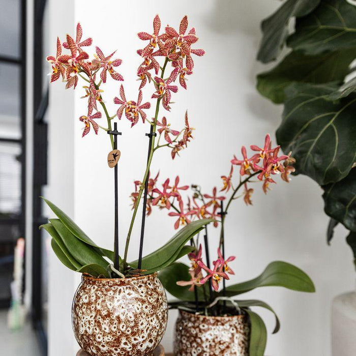 Kolibri Home | Safari pot - Ø9cm