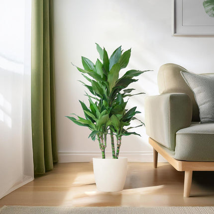 Dracaena Janet Lindt avec Viber blanc - ↕95cm - Ø21cm - Plante dragon