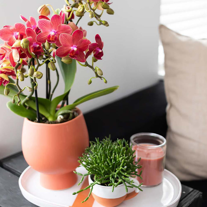 Oranje Phalaenopsis orchidee – Jamaica + Scandic sierpot terracotta – Ø9cm – ↕40cm - Bloeiende kamerplant in bloempot
