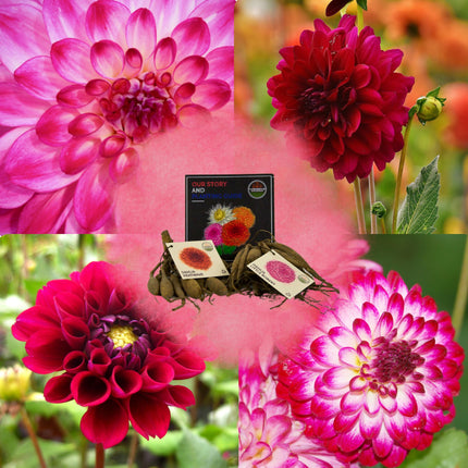 Dahlia Bollen | Mix Outdoor Happiness, Dahlia Little Robert & Dahlia Heatwave, 2 stuks