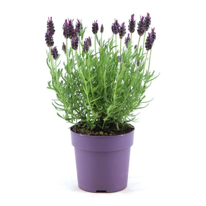 Lavandula stoechas Anouk® - Ø12cm - Kuiflavendel - 6x