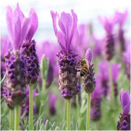 Lavandula stoechas Anouk® su stelo in vaso decorativo con stampa lavanda - Ø15cm - set di 2 Lavande francesi su stelo in vaso decorativo
