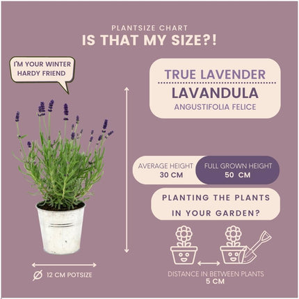 Lavandula Angustifolia Felice® i 'Old Look' dekorativ potte - Ø13cm - Lavendel - 3x