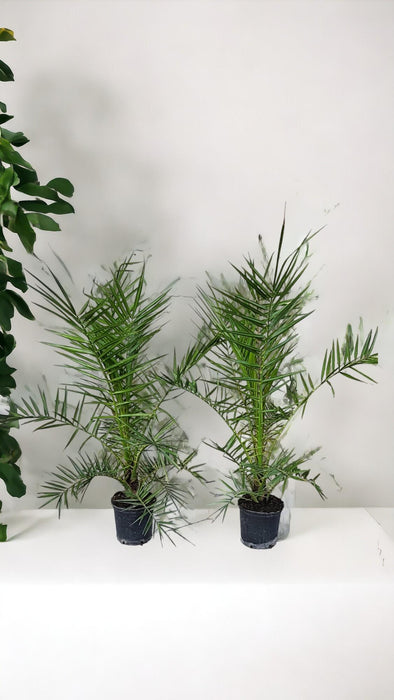 Phoenix Canariensis - Canarische Dadelpalm - ↕100-120cm