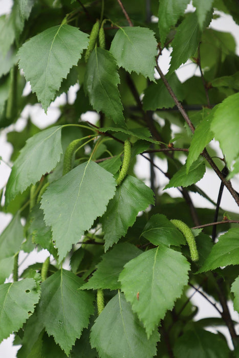 Betula Pendula - ↕180cm - 1x