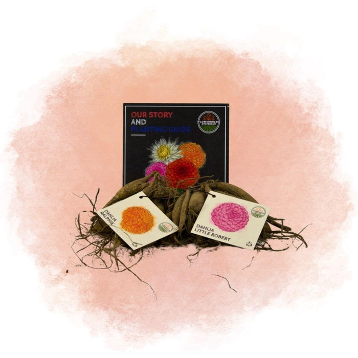 Dahlia Bollen | Mix Pompon Splash, 6 Dahlia Little Robert & 6 Dahlia Ralphie knollen voor 2m²