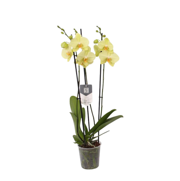 Phalaenopsis Volterra - 3 tak - ↕60cm - Ø12cm