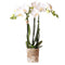 Witte Orchidee