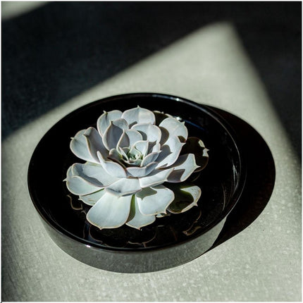Wurzellose Sukkulente Echeveria Lilacina in Schale 'schwarz' - ↕5 cm - Ø20 cm