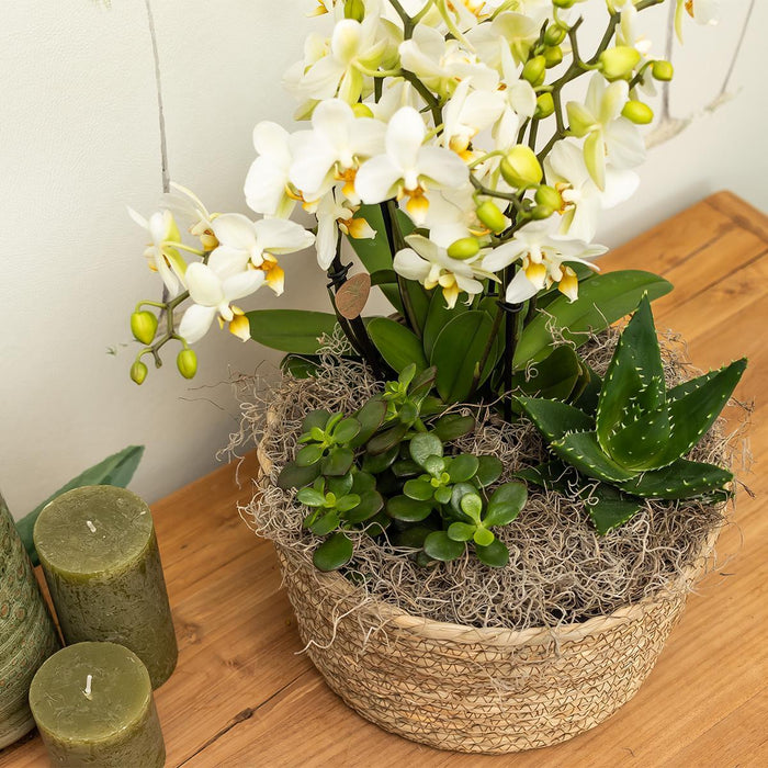 Kolibri Home | Reed Basket bloemschaal - Rieten gevlochten sierschaal - Ø30cm