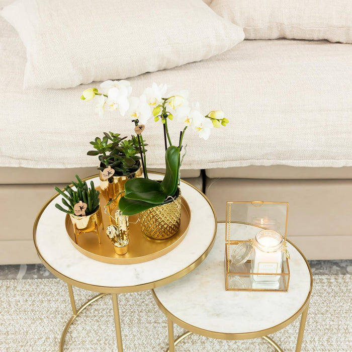Witte Phalaenopsis orchidee – Amabilis + Diamond sierpot goud – Ø9cm – ↕40cm - Bloeiende kamerplant in bloempot