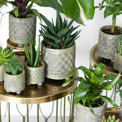 Vetplanten set van 4 succulenten - groene planten - Ø9cm - Kolibri Greens