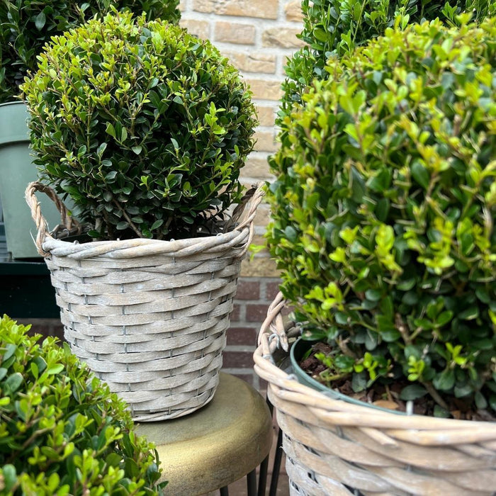 Ilex crenata 'Jenny' bol in rietenmand - Ø20cm - 2x