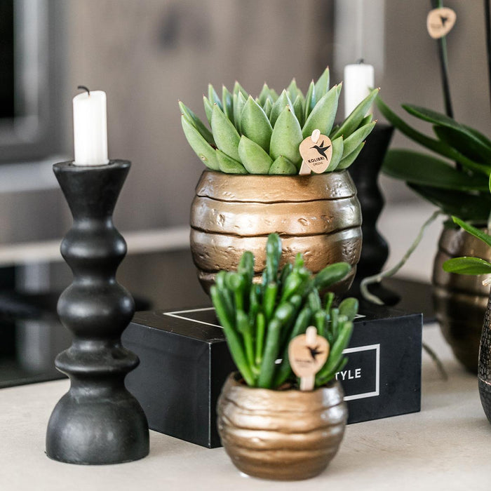 Geel rode phalaenopsis orchidee - Spain + Bee pot - Ø9cm - Bloeiende kamerplant