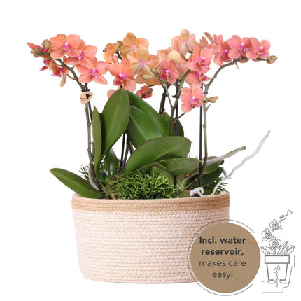 Set di piante arancioni in cestino di cotone con serbatoio d'acqua incluso - Tre orchidee Bolzano arancioni da 9 cm e tre piante di Rhipsalis verdi | Bouquet Jungle arancione con serbatoio d'acqua autonomo