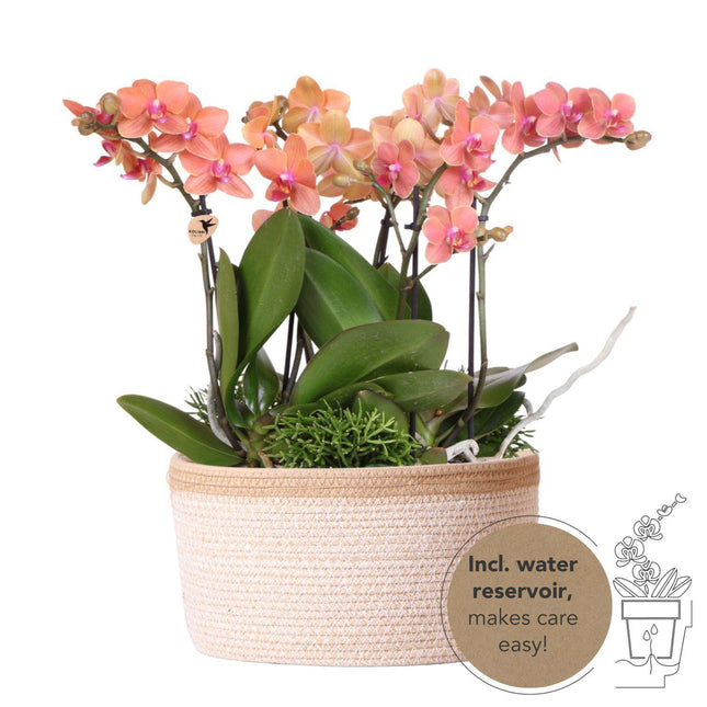 Set di piante arancioni in cestino di cotone con serbatoio d'acqua incluso - Tre orchidee Bolzano arancioni da 9 cm e tre piante di Rhipsalis verdi | Bouquet Jungle arancione con serbatoio d'acqua autonomo