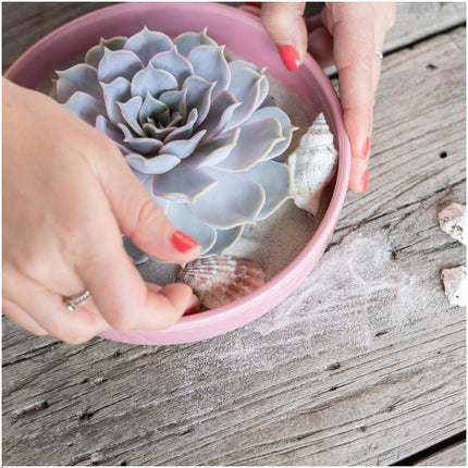 ROOTLESS Succulent Echeveria Lilacina in 'Pink' bowl - ↕5cm - Ø20cm