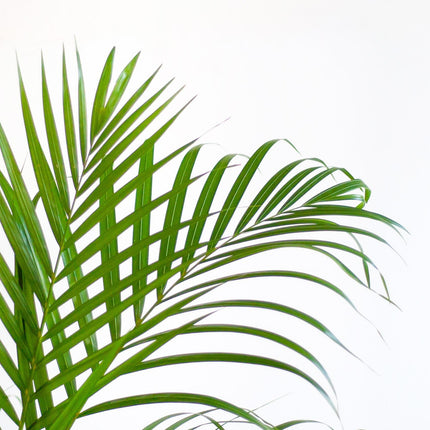 Areca-palme (Dypsis Lutescens) - Gylden palme - med grå viber - ↕100cm - Ø21cm