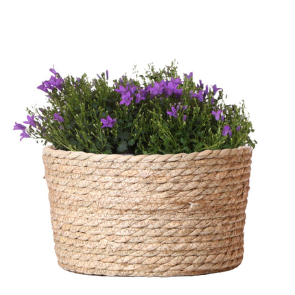 Campanula Addenda Ambella Intense purple - Ciotola in vimini con campanula e sistema di irrigazione - 3 pezzi - Campanula viola - Ø12cm - per interni ed esterni
