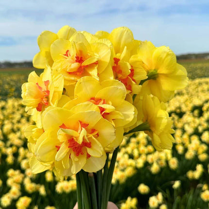 Flowerbulbs Amsterdam – Mittlere Narzissenmischung – Nachhaltige Vorteilspackung, 50 Blumenzwiebeln für 1 m² Blütenpracht – Größe 12/14