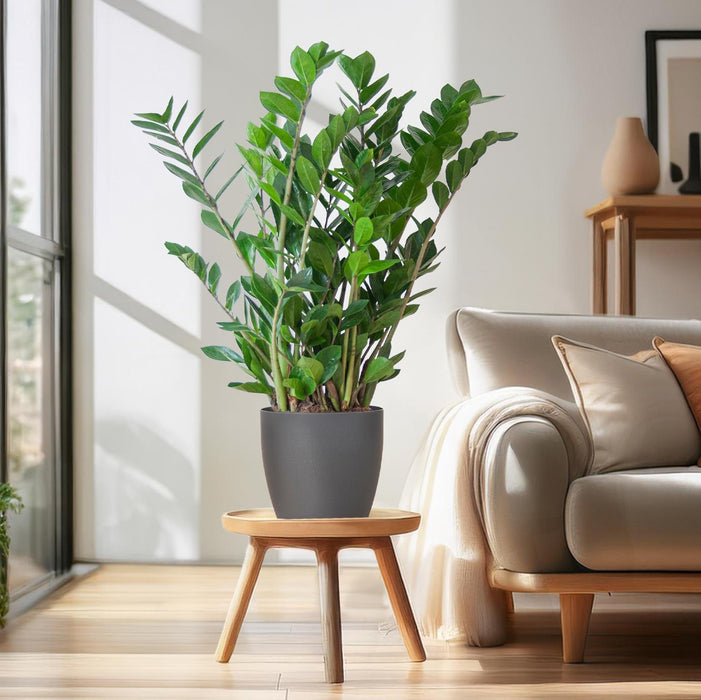 Zamioculcas Zamiifolia - ZZ Plant - met Viber grijs plantenpot - ↕80cm - Ø21cm