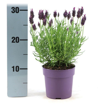 Lavandula stoechas Anouk® - Ø12cm - Lavande à crête - 6x