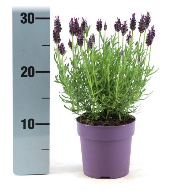 Lavandula stoechas Anouk® - Ø12cm - Kuiflavendel - 6x