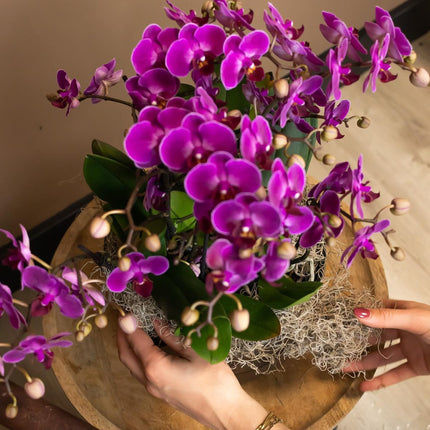 Orchidea Phalaenopsis viola - Morelia - Ø9cm - Pianta da interno fiorita