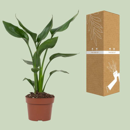 Strelitzia Reginae - ↕35cm - Ø12cm