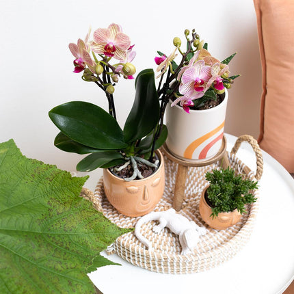 Plant set - Aloe Brevifolia in Rainbow peach decorative pot - Succulent plant - Ø9cm - Kolibri Greens